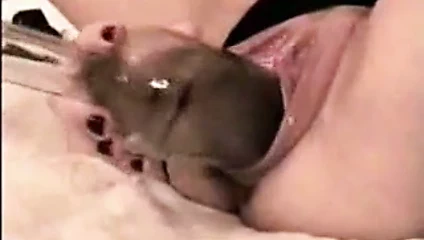 kedi içinde şarap şişesi