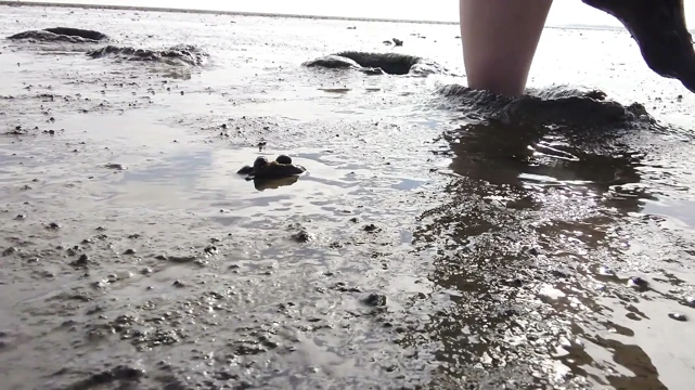 Wangerland'ın Wadden Denizi'nde Güzel Çoraplarla