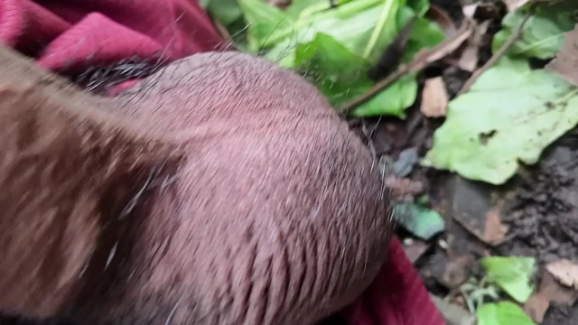 Büyük götlü boşalma latin sürtük büyük siyah penis için yalvarıyor