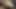 kremsi asyalı köpek pov