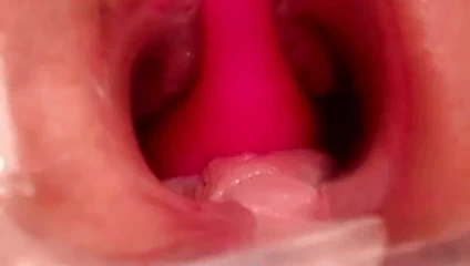 Kedi cenneti içinde yakın çekim