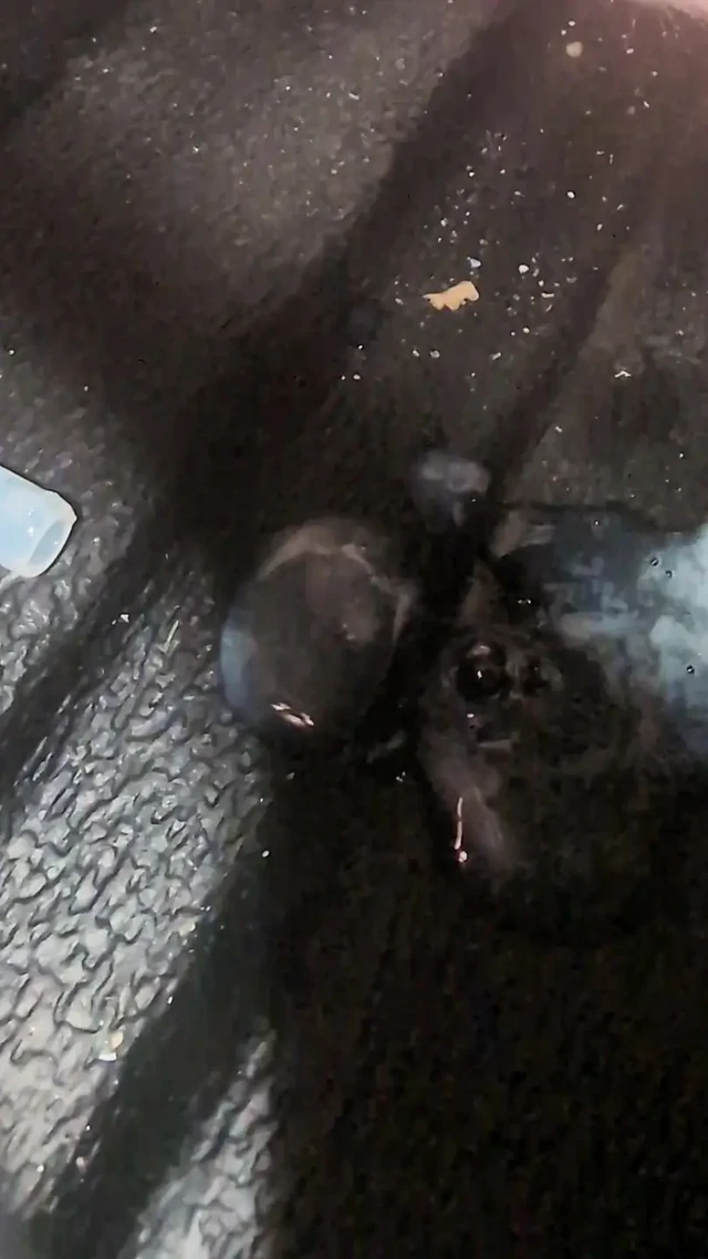 Plastik tüpe boşal ve tamamen damlamasına izin ver