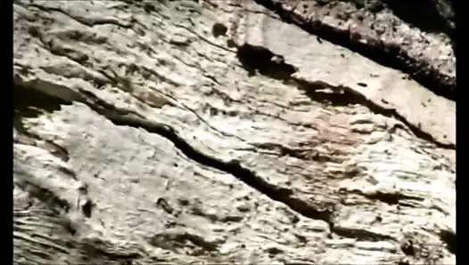 Bir natürist olarak Avustralya çalılıklarında yaşamak