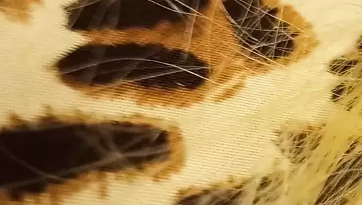 m de garden grove california ile senora navarrete dolandırıcı.