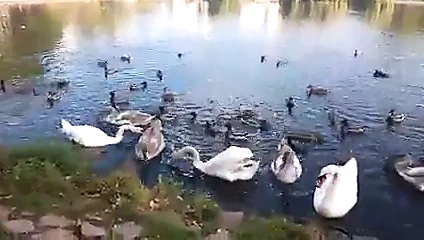 Ficken wie die Enten