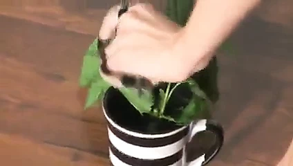 Douceures urticantes 1