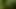 Minyon bir pixies ağzını
