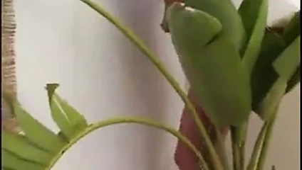 Kim'in bir oyuncak arkadaşı var fm14