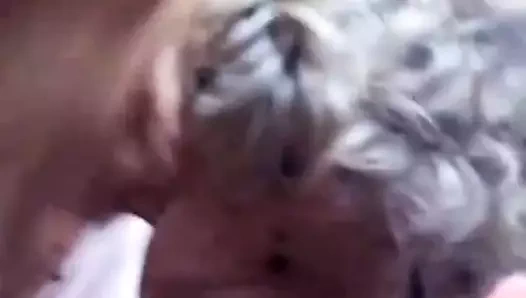 Amatör büyükanne emmek ve sikme