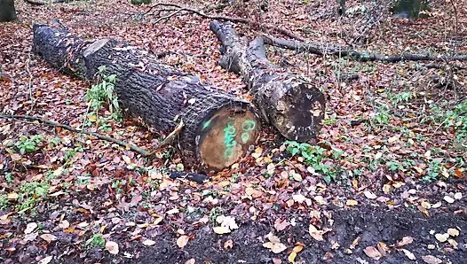 Ağrılı ve çıplak kedi ormanda tokatlıyor