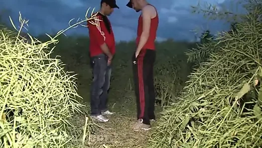 Seçilmiş inkülatörler