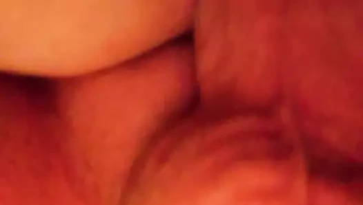 köpek yakın çekim