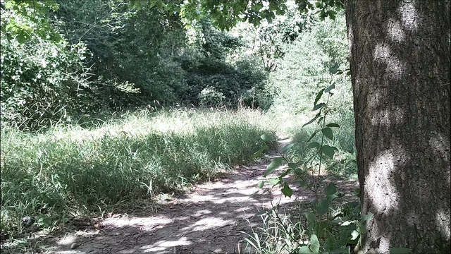 3 твердых члена