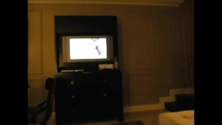 Latin kırpılmış kıllı kedi