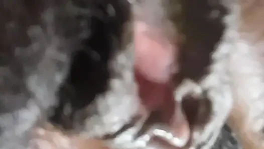 German fat hairy black pussy closeups
