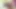 Zenci bebek Momoko amcığını genişletiyor