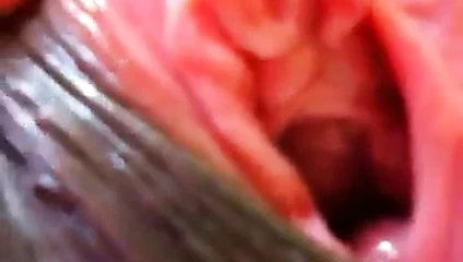 Şaşkın ıslak kedi için kahrolası