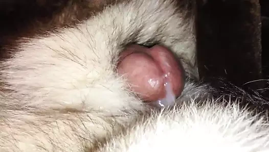 Tilki kürkü vuruşu