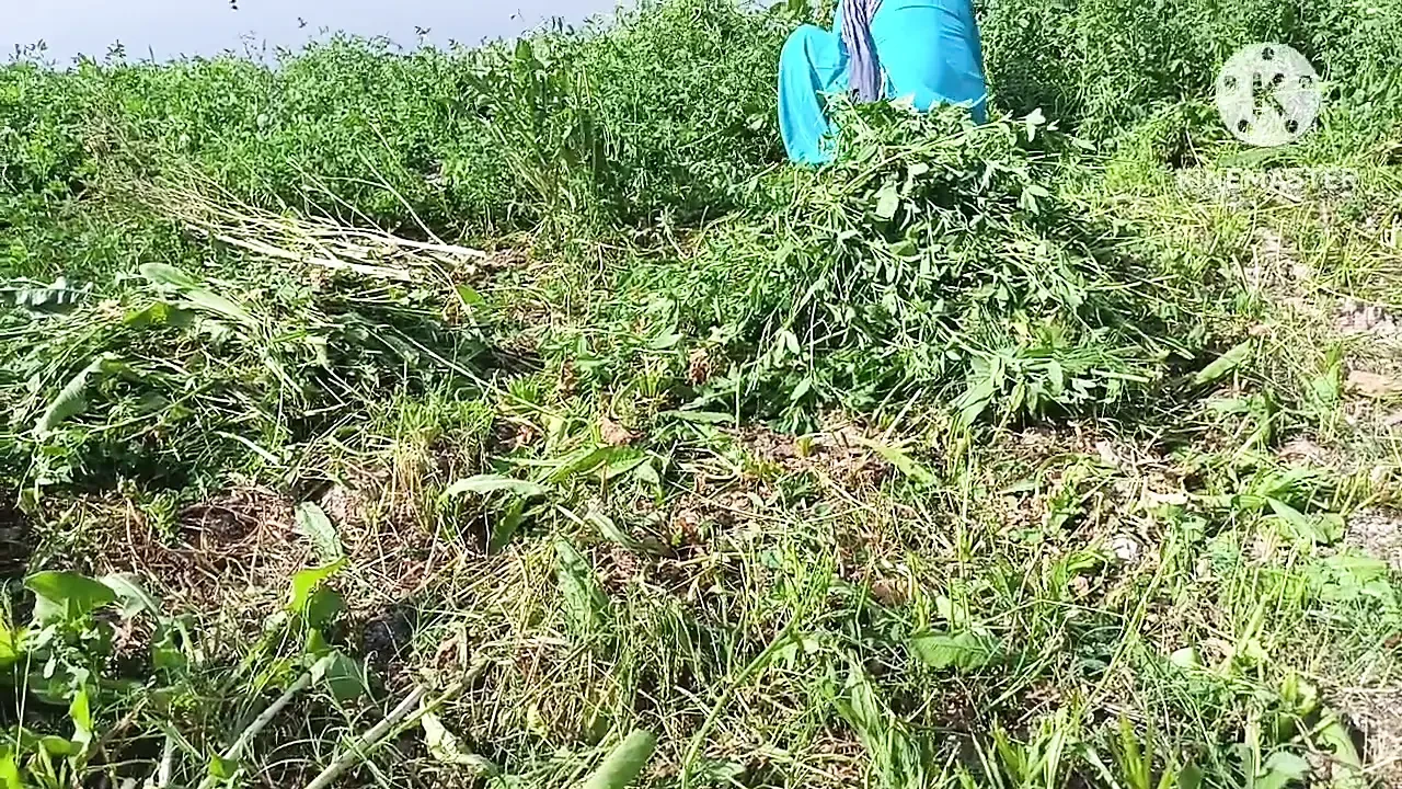Aussie Fucked My Sisterinlaw In Doggy Style In A Mustard Field On The Ganga Bank (Aussie Stars Selection) - Sydney Locals Only - Australian Sex Video
