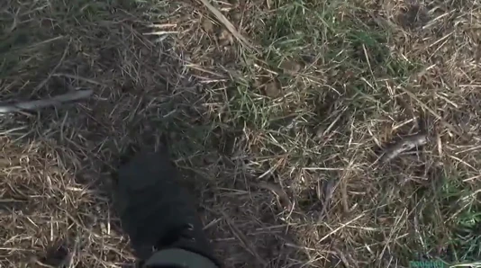 Wild Pussy