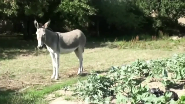 Nathan fayss oudoor tarafından sikiliyor