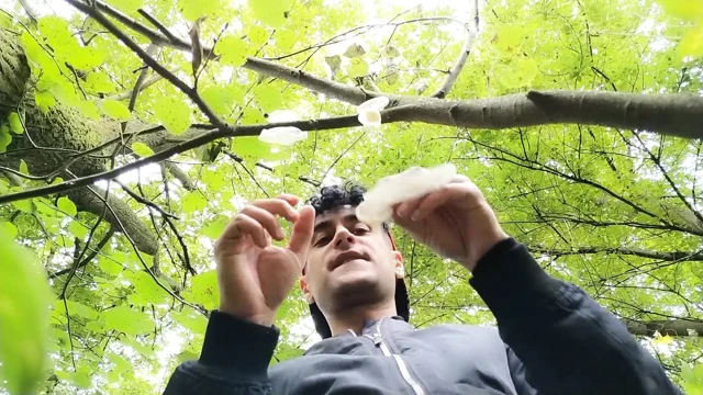Açık havada bulunan üç kullanılmış prezervatiften döl yutuyor
