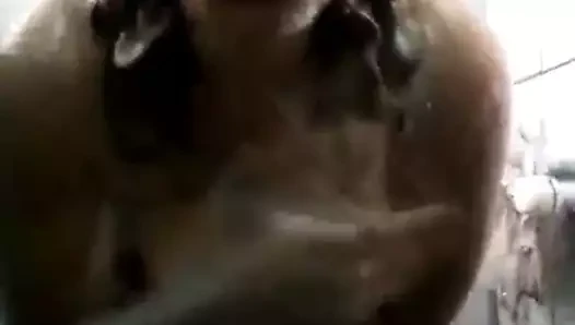 Koga i se ebe na starata Macedonian