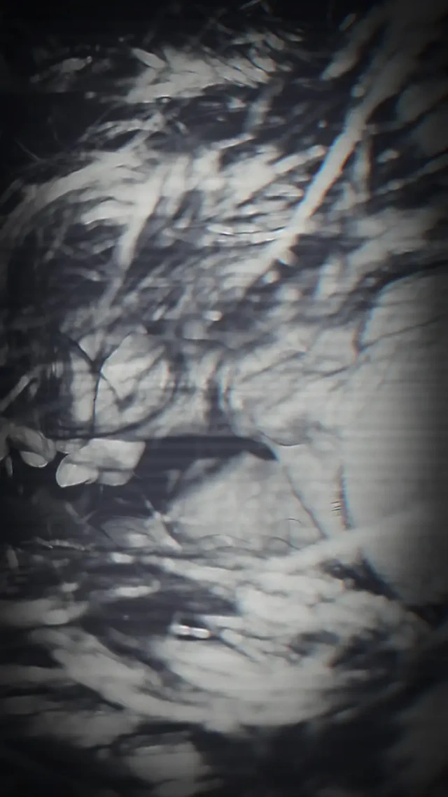 Büyük götlü latin kadın sakso çekiyor