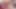 Janice Griffith ve Ariella Ferrera anal sallayarak orgazm dölleme