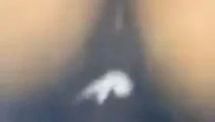 Kremsi kedi içinde memphis