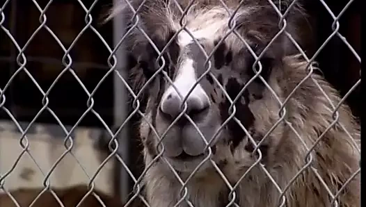 Sıcak sarışın bükülmüş ve onu ıslak kedi becerdin alır