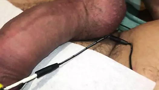 Kötü köpek sert bir elektro ceza alır