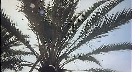 altın tapınak amazonlar 1986