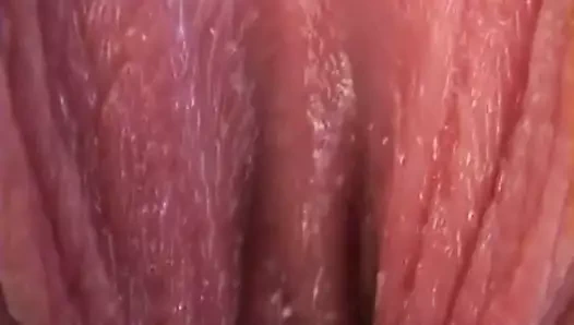 Kedi germe yakın yukarı