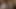 00001Ellie Bee
