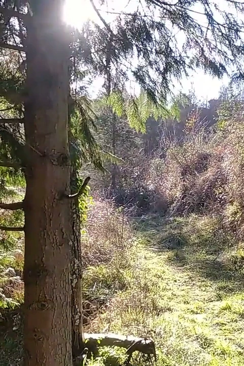 Büyük yaraklı yaşlı adam yürüyüşe çıktı ve fışkırttı