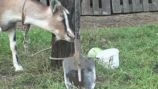 Nine sert sikişiyor