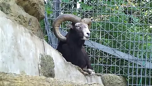 Japon kız parmaklanıyor, sonra derin dölleme ile sikiliyor