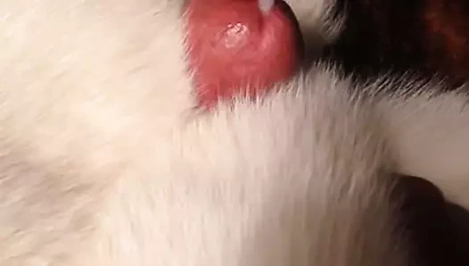 Tilki kürkü vuruşu 2