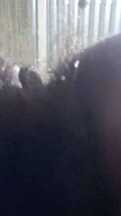 Natural Hairy Beauty - Authentic Amateur POV with Real Unfiltered Look | Clip 1