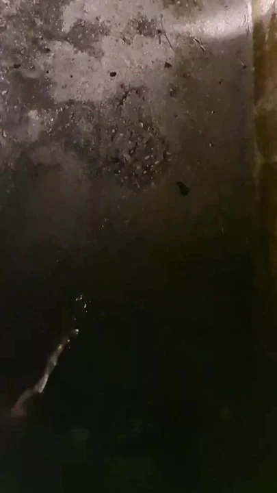 İtalyan domuz kamyon parkında işiyor