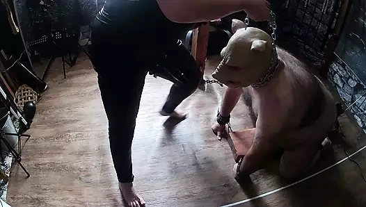 Bölüm 2:- Domina Satana şeytana'nın domuzcuklarını sikiş makinesine sokuyor.