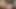 Dev horoz ladyboy eyersiz kahrolası