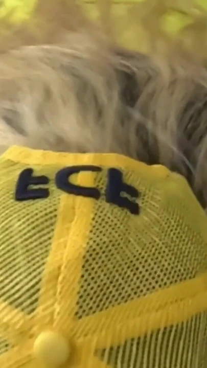 Незабываемый момент из "Моя мачеха проиграла в паре в Аргентине и Колумбии финал, и она сосет это"