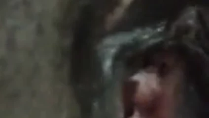 Vejetaryenler