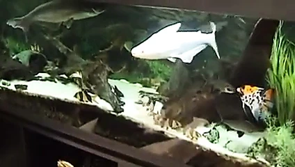 vieille cochonne se fait demonter