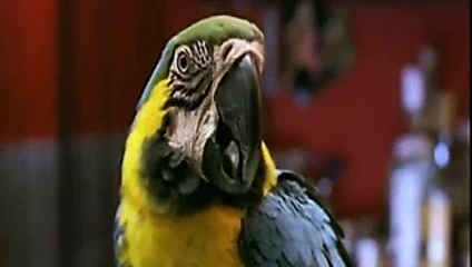 Penelope Cruz - Jamon Jamon