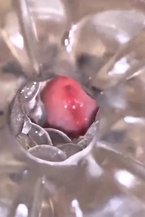 Flaşda mastürbasyon orgazmı için alette yakın çekim yarak