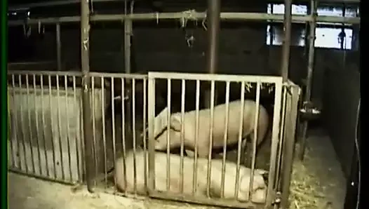 Almanya özel barnyard acı.