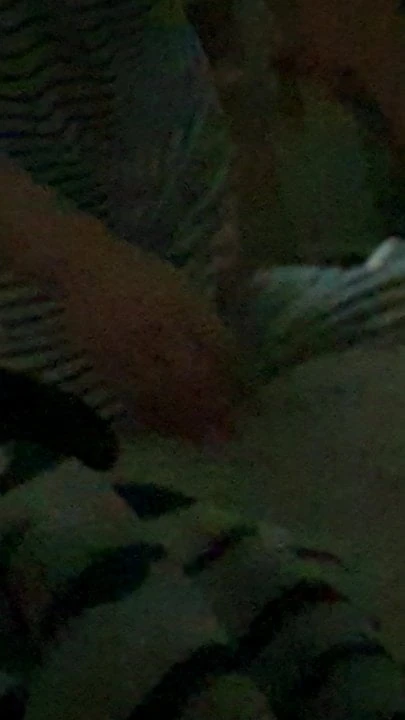 Müslüman kız kardeşin evlenmeden önce seks yaptığına inanamıyorum